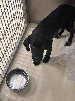 Shepherd Dogs Available for Adoption in Kalamazoo, Michigan - Jake | PetCurious