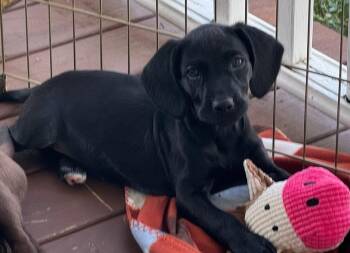 Boykin Spaniel Dogs Available for Adoption in Berlin, New Jersey - Dolcita | PetCurious