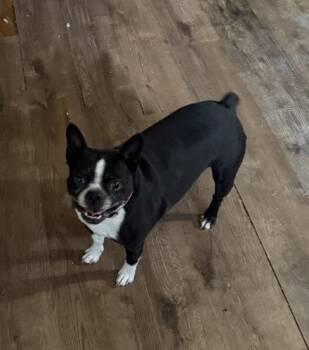 Abbey Downey KY4871 -  Boston Terrier Dog for Adoption in Maryville, Tennessee - Abbey Downey KY4871 | PetCurious