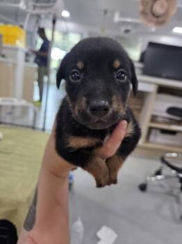 Rescue Australian Cattle Dog Blue Heeler and Mixed Breed Dogs for Adoption in Fort Worth, Texas - Puppy 5 | PetCurious