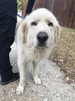PELOS -  Mixed Breed Dog for Adoption in Dallas, Texas - PELOS | PetCurious