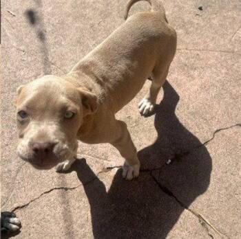 Mixed Breed Dogs Available for Adoption in Oakland, California - Coqueta | PetCurious