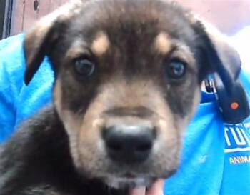 German Shepherd Dog and Mixed Breed Dogs Available for Adoption in Tulsa, Oklahoma - DAVID | PetCurious