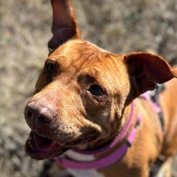 Mixed Breed Dogs Available for Adoption in Blacksburg, Virginia - Ginger | PetCurious