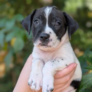 Rescue Pit Bull Terrier and Mixed Breed Dogs for Adoption in Tyrone, Georgia - Marek 09-1926 | PetCurious