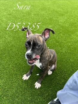 Pit Bull Terrier Dogs Available for Adoption in Clarksville, Tennessee - Sara | PetCurious