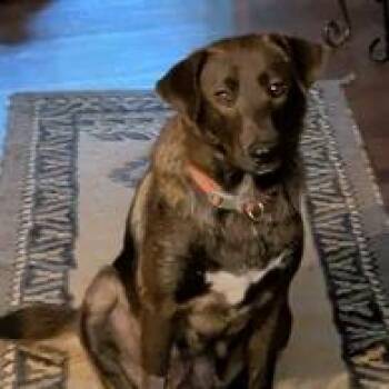 Maple -  Labrador Retriever Dog for Adoption in Columbia, Missouri - Maple | PetCurious