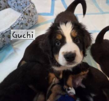Bernese Mountain Dog Dogs Available for Adoption - Guchi | PetCurious