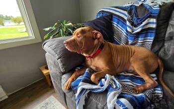 Orville -  Mixed Breed Dog for Adoption in Charlotte, Michigan - Orville | PetCurious