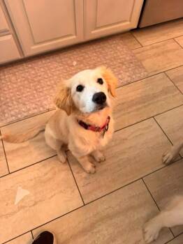 Sparkler -  Golden Retriever Dog for Adoption in Southlake, Texas - Sparkler | PetCurious