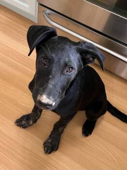 Rescue Labrador Retriever Dogs for Adoption in Millcreek, Utah - Cricket | PetCurious