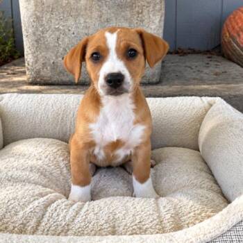 Little Debbie -  Beagle and Dachshund Dog for Adoption in Lathrop, California - Little Debbie | PetCurious