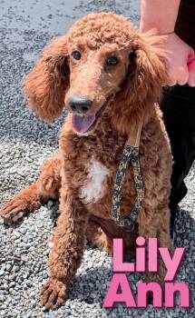 Poodle Dogs Available for Adoption in Lima, Ohio - Lily Ann | PetCurious