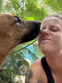 Shiloh -  Labrador Retriever and Black Mouth Cur Dog for Adoption in St. Petersburg, Florida - Shiloh | PetCurious