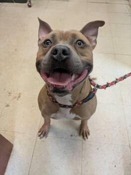 Tank -  Pit Bull Terrier Dog for Adoption in Brockton, Massachusetts - Tank | PetCurious