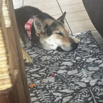 Zulu -  Shepherd Dog for Adoption in Flagstaff, Arizona - Zulu | PetCurious
