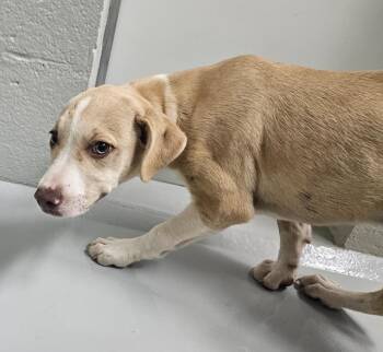 Cheeks -  Jack Russell Terrier and Pit Bull Terrier Dog for Adoption in Mocksville, North Carolina - Cheeks | PetCurious