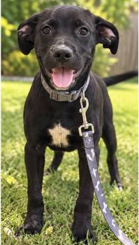 MAX -  Labrador Retriever Dog for Adoption in Margate, Florida - MAX | PetCurious