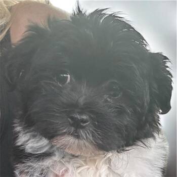 Havanese Dogs Available for Adoption - Chacha | PetCurious