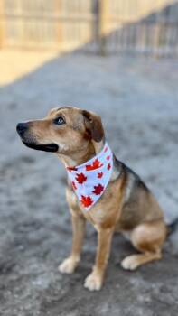 Labrador Retriever and Mixed Breed Dogs Available for Adoption in Muskegon, Michigan - Finley | PetCurious