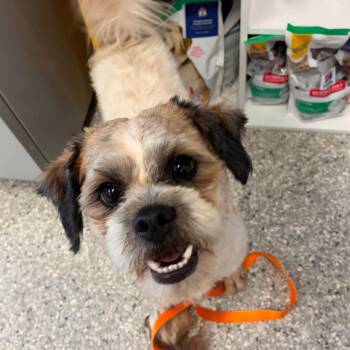 TRRS-Stray-45360 (Little Guy) -  Mixed Breed Dog for Adoption in Manhattan, Kansas - TRRS-Stray-45360 (Little Guy) | PetCurious