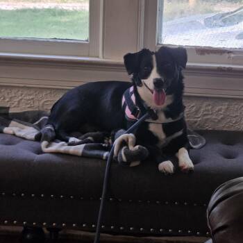 Daisy -  Corgi Dog for Adoption in Broken Arrow, Oklahoma - Daisy | PetCurious