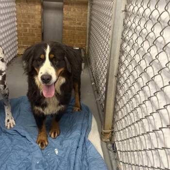 Marge -  Bernese Mountain Dog Dog for Adoption in Northbrook, Illinois - Marge | PetCurious
