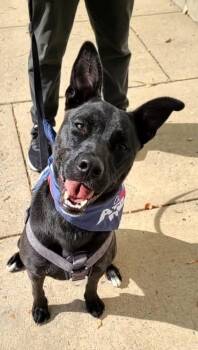 Rescue German Shepherd Dog and Shepherd Dogs for Adoption in Washington, District Of Columbia - Adele | PetCurious
