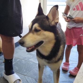 Zeuter -  Shepherd and Husky Dog for Adoption in Clearwater, Florida - Zeuter | PetCurious