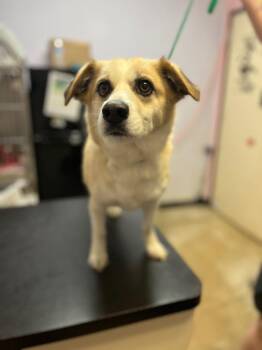 Rose -  Terrier Dog for Adoption in New Braunfels, Texas - Rose | PetCurious