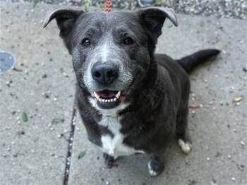 MAPLE -  Pit Bull Terrier and Mixed Breed Dog for Adoption in Santa Rosa, California - MAPLE | PetCurious
