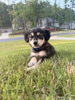 Sheepadoodle and Goldendoodle Dogs Available for Adoption in Indian Springs Village, Alabama - Ryan | PetCurious
