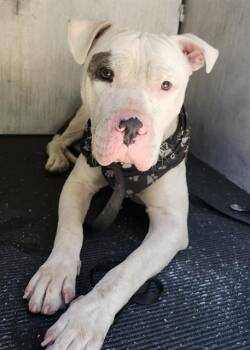 Rescue American Staffordshire Terrier Dogs for Adoption in San Antonio, Texas - SPOT | PetCurious