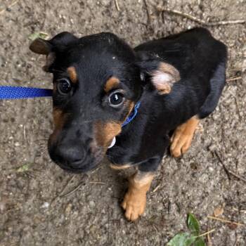Doberman Pinscher Dogs Available for Adoption in West Chester, Pennsylvania - Preston | PetCurious