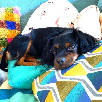 Spaniel and Mixed Breed Dogs Available for Adoption - Goggles | PetCurious