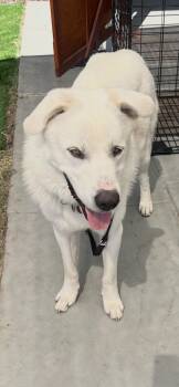 GREAT PYRENEES BOY -  Great Pyrenees Dog for Adoption in El Cajon, California - GREAT PYRENEES BOY | PetCurious