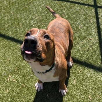 Mixed Breed Dogs Available for Adoption - Buddy | PetCurious