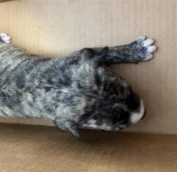 DUMPLING -  Mixed Breed Dog for Adoption in Dallas, Texas - DUMPLING | PetCurious