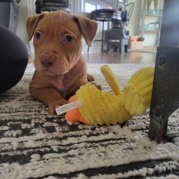 Dew drop -  Mixed Breed Dog for Adoption - Dew Drop | PetCurious