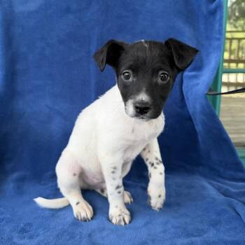 CD -  Terrier and Shepherd Dog for Adoption in Carencro, Louisiana - CD | PetCurious