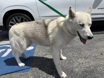 Siberian Husky Dogs Available for Adoption in Rancho Cucamonga, California - A778907 | PetCurious