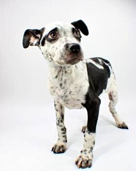 Dalmatian and Mixed Breed Dogs Available for Adoption in Morton Grove, Illinois - Ravi | PetCurious