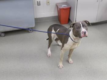 EVANDER -  Boxer and Mixed Breed Dog for Adoption in Omaha, Nebraska - EVANDER | PetCurious