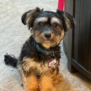 Erica -  Yorkshire Terrier and Mixed Breed Dog for Adoption in Wake Forest, North Carolina - Erica | PetCurious