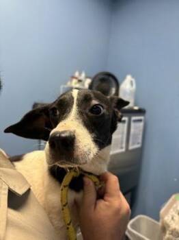 Kayda -  Australian Cattle Dog Blue Heeler and Mixed Breed Dog for Adoption in Seneca, South Carolina - Kayda | PetCurious