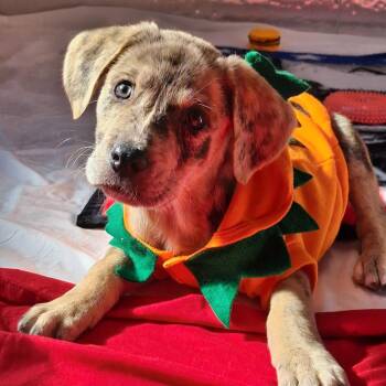 Gator -  Catahoula Leopard Dog and Black Labrador Retriever Dog for Adoption in Freeport, Florida - Gator | PetCurious