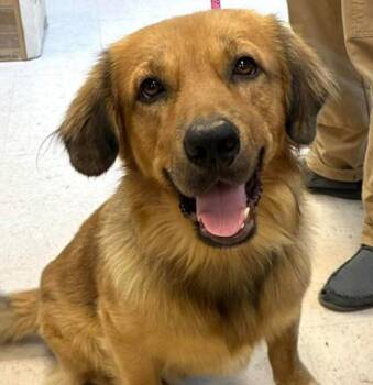 Denni -  Golden Retriever and Labrador Retriever Dog for Adoption in Elk Grove Village, Illinois - Denni | PetCurious