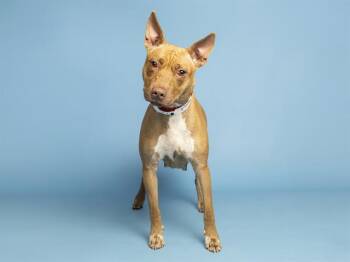 GRAMMY -  Pit Bull Terrier and Mixed Breed Dog for Adoption in Phoenix, Arizona - GRAMMY | PetCurious