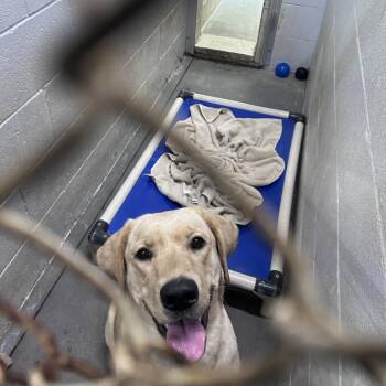 Megan -  Labrador Retriever Dog for Adoption in Summerville, South Carolina - Megan | PetCurious