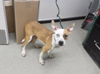 GAL -  Labrador Retriever and Mixed Breed Dog for Adoption in Omaha, Nebraska - GAL | PetCurious